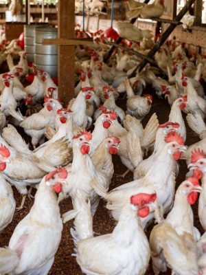 A fim de prevenir a entrada da Influenza Aviária de Alta Patogenicidade (IAAP) no Amazonas, o Instituto de Desenvolvimento Agropecuário e Florestal Sustentável do Estado do Amazonas (Idam) alerta aos avicultores que adotem medidas sanitárias para fortalecer a biossegurança nas granjas e na avicultura de subsistência no estado
