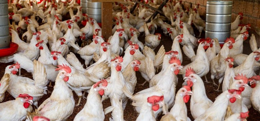 A fim de prevenir a entrada da Influenza Aviária de Alta Patogenicidade (IAAP) no Amazonas, o Instituto de Desenvolvimento Agropecuário e Florestal Sustentável do Estado do Amazonas (Idam) alerta aos avicultores que adotem medidas sanitárias para fortalecer a biossegurança nas granjas e na avicultura de subsistência no estado